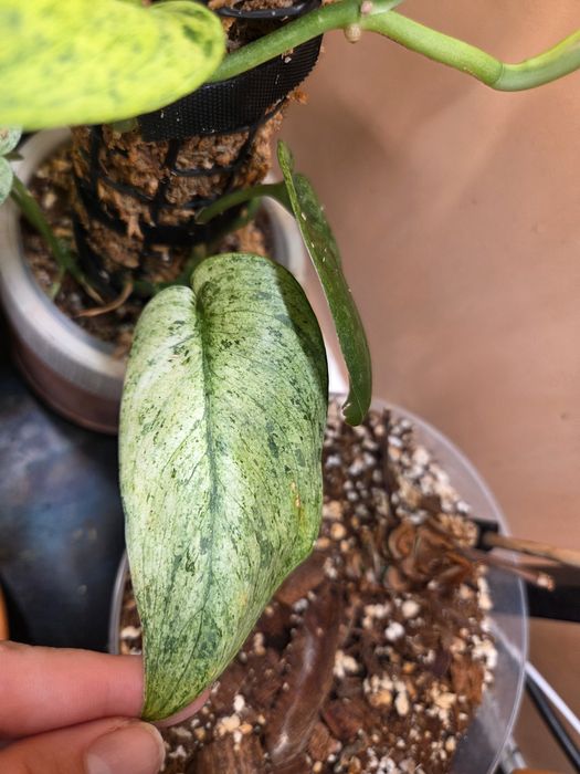Scindapsus silver dark cloud