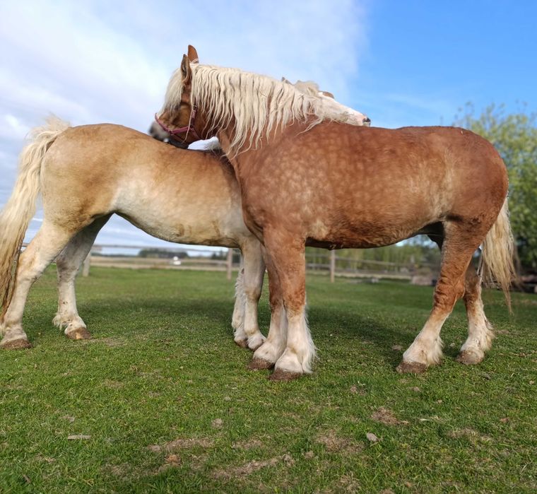 Sprzedam 2 klacze zimnokrwiste