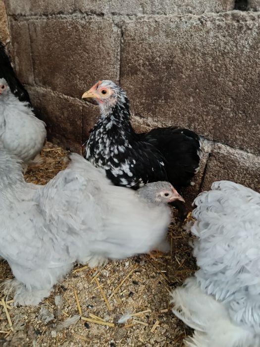 Pekins black mottled