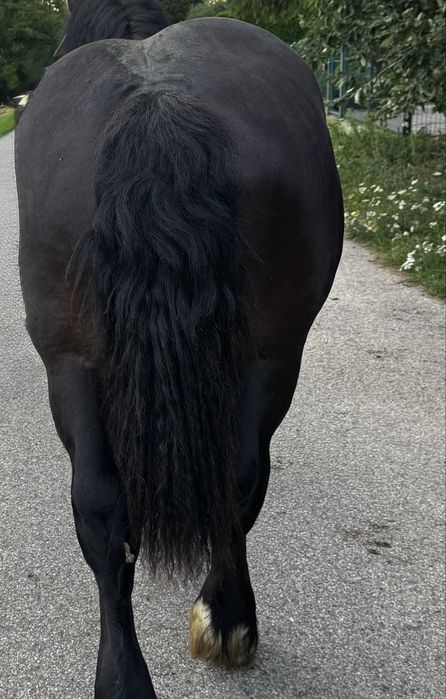 Ogier zimnokrwisty Alsan kary