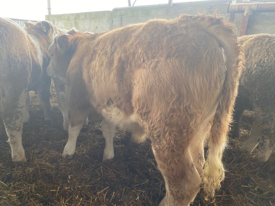 Odsadki mięsne LM Sim BB