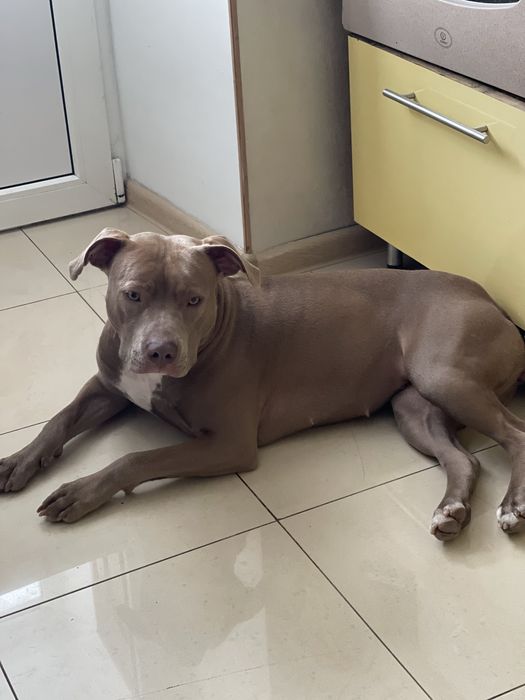 Американський підбуль дівчинка шукає пару