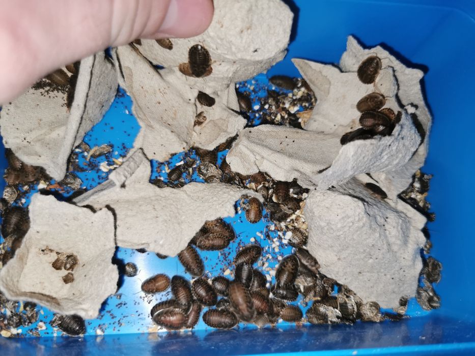 Karaczan Argentyński Blaptica Dubia