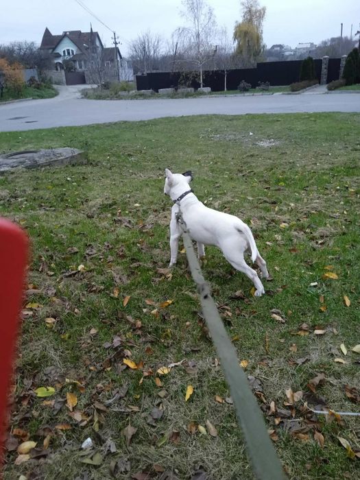 В'язка. Бультерєра