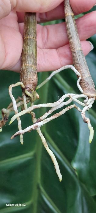 Vendo 2 keikis  orquídea Dendrobium kingianum