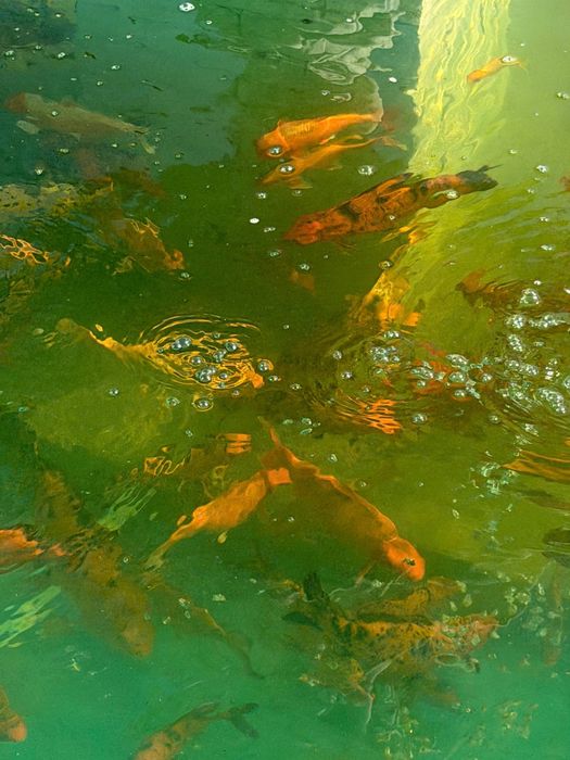 Карп Коі - декоративні