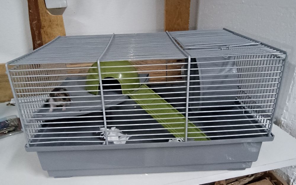 Hamster anão russo e gaiola
