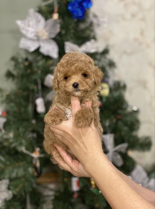 Міні хлопчик мальтипу