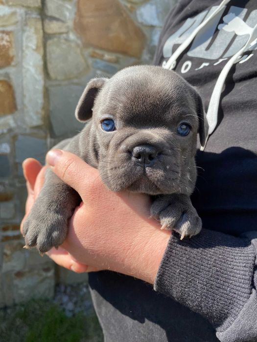 Французький бульдог чистокровні, синій окрас ВІП ДІВЧИНКА і ХЛОПЧИК