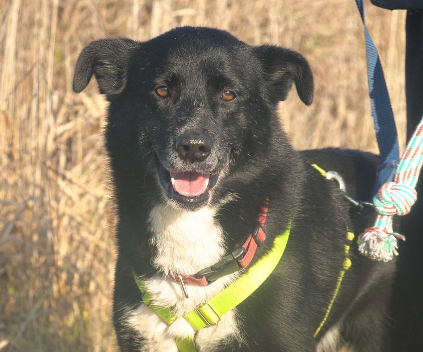 Power - uroczy, energiczny psiak dla aktywnego opiekuna - adopcja.