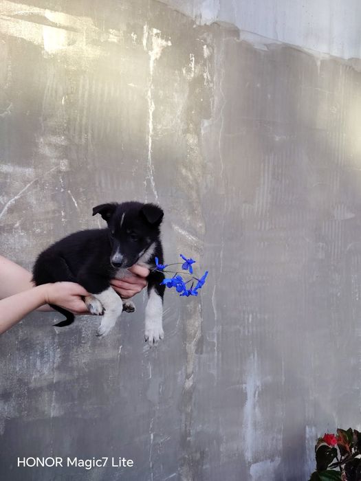 Pieski szczeniaki do adopcji