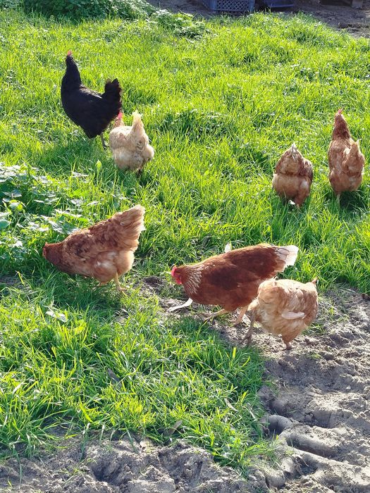 Galinhas poedeiras
