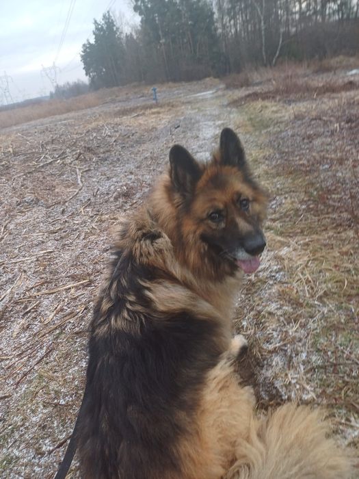 Brutus pies schronisko Rybnik