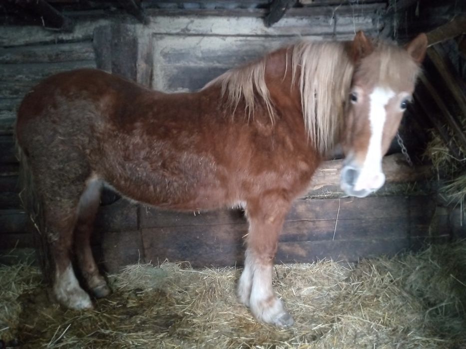 Кобила запряжна робоча спокойна