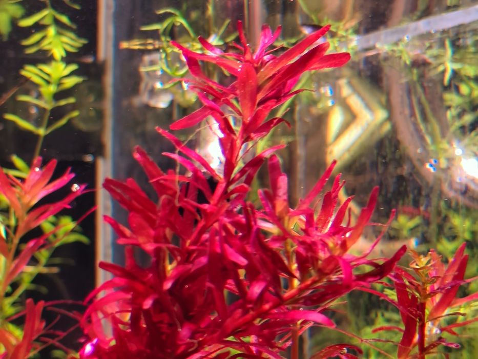 Sprzedam Rotala Singapur Red