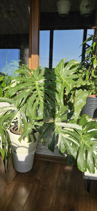 Монстера Тайське Сузір'я