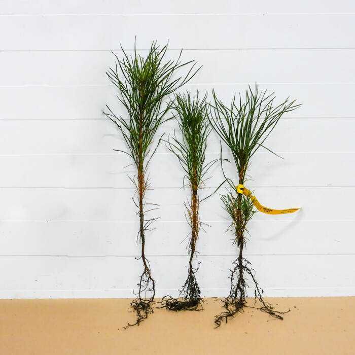 Sosna zwyczajna kopana z gruntu