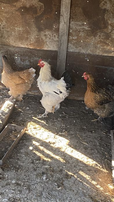 Продам півня породи Брама світла