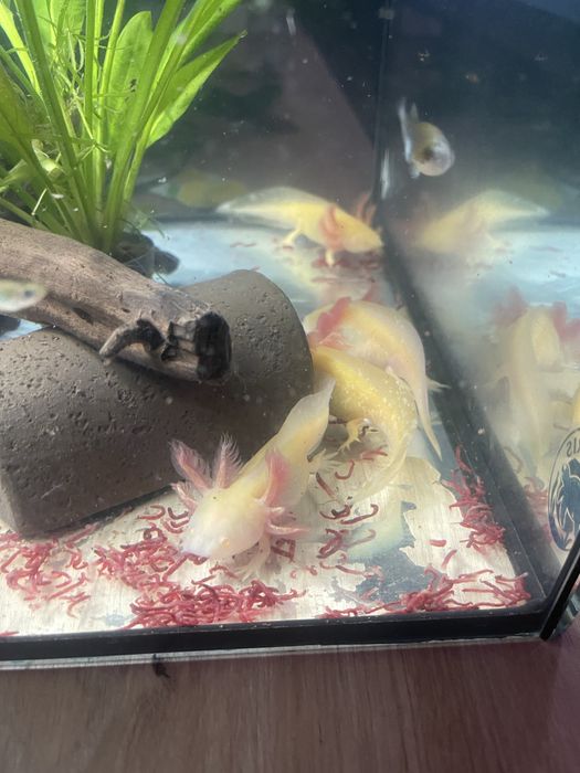 Casal Axolotl albino pearl