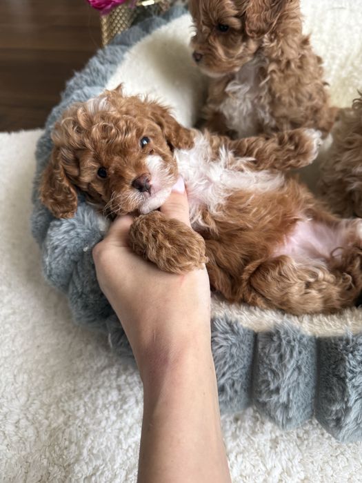 Дуже красиві міні мальтипу від найкращих батьків