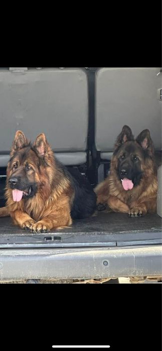 В‘язка,кобель д/ш німецької вівчарки