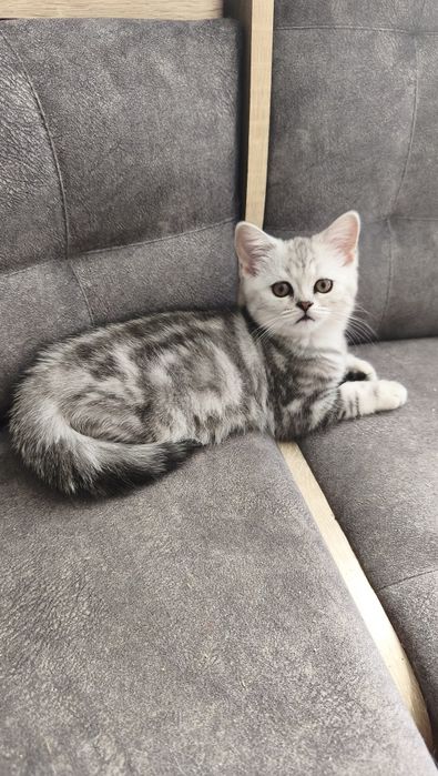Продам шотландских котят окраса табби (мраморный) со стоящими ушками (скоттиш страйк)