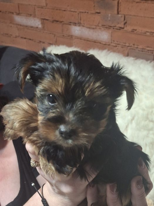 Sunia yorkshire terrier