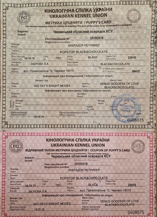 Лабрадор для в'язки, вʼязка лабрадорів, чорний кобель розвʼязаний