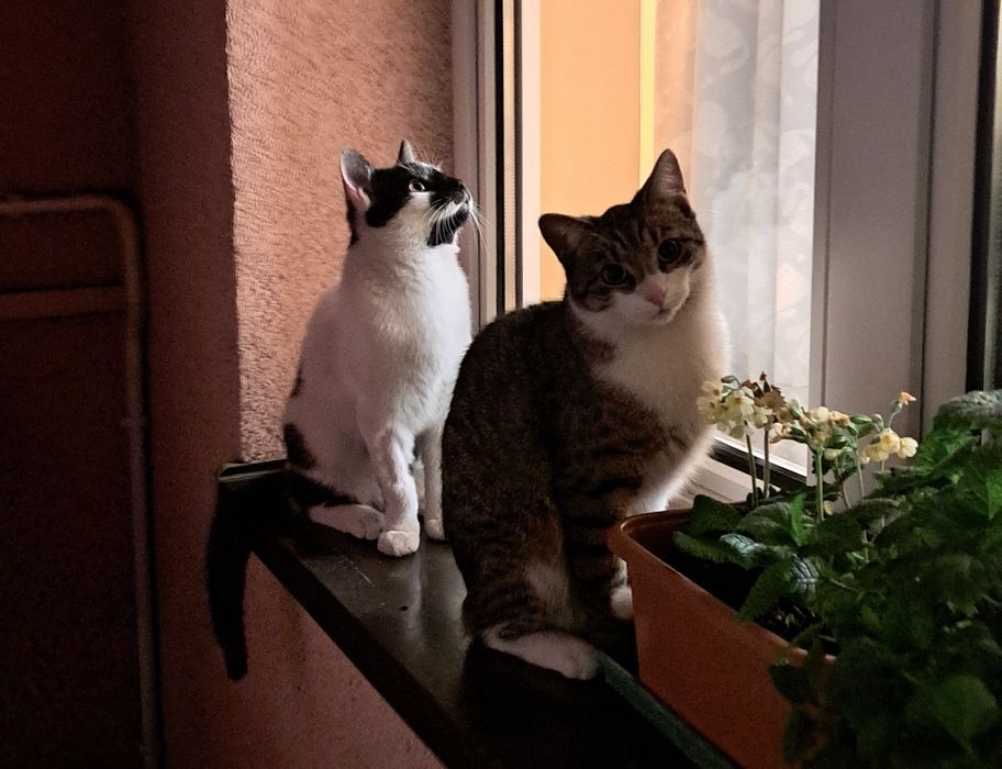 Młody kocurek szuka domu