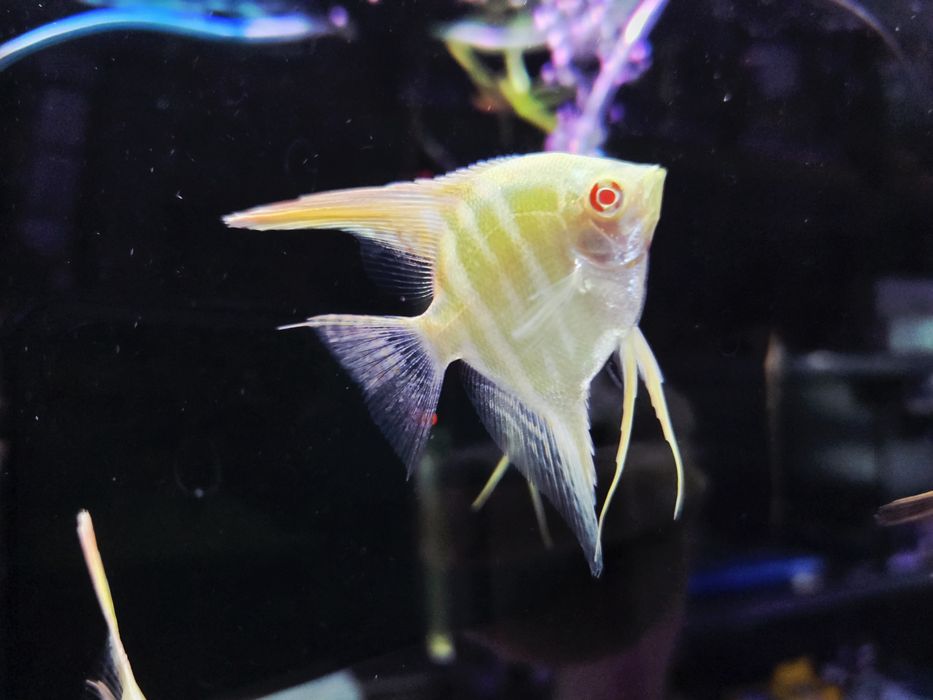Skalar Dantum albino