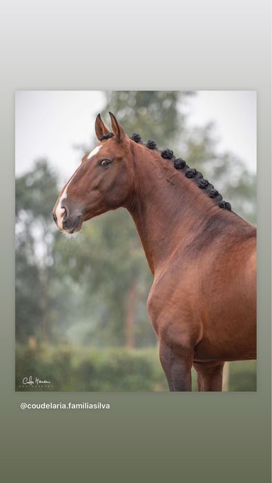 Venda de cavalos, Eguas e Poldros Puro-Sangue Lusitano