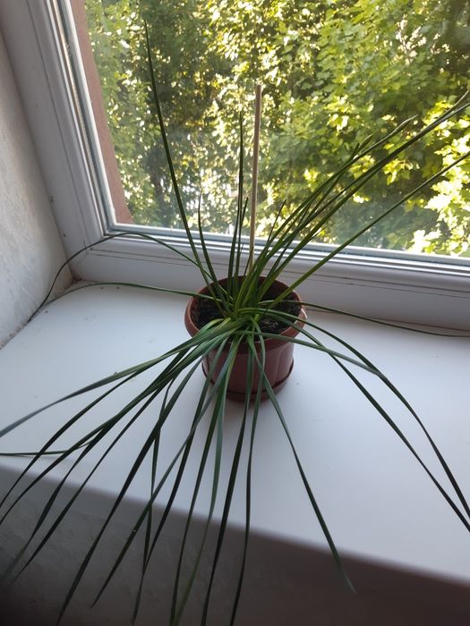 Зефирантес (цветок, выскочка)