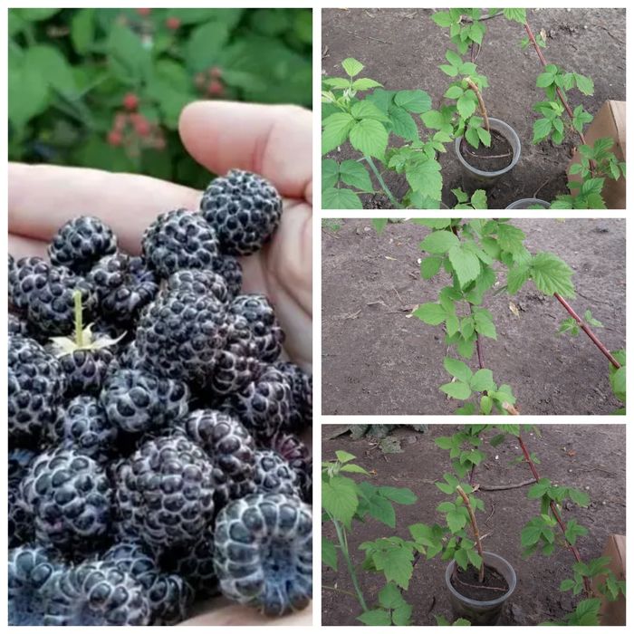 Чорна малина 50 грн