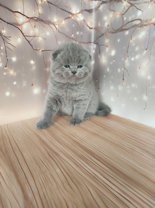 Шотландські хлопчики і дівчатка