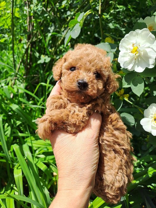 Шикарная девочка мини той пудель...