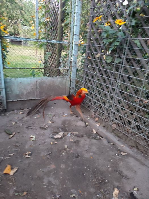 Bazanty złote młode jaja lęgowe