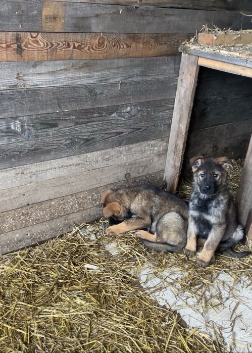Продам цуценят німецькоі вівчарки