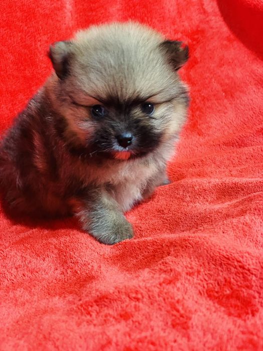 Цуценя померанського шпіца