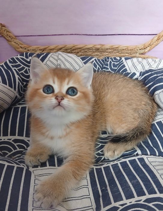 Кошеня золотої шиншили