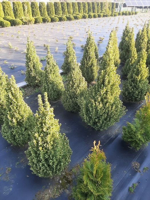 Świerk biały 'Conica' konika  (Picea glauca) od 20 do 110 cm kopany z gruntu