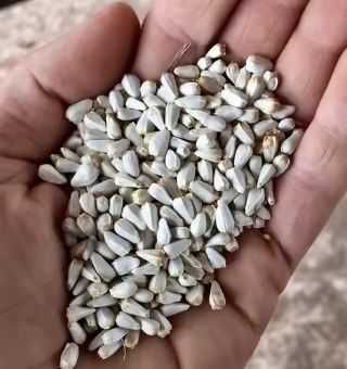 Sementes ao kg, plantar, alimentação de animais