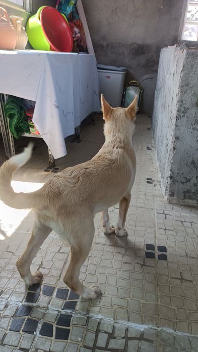 Lindos cachorros brancos para adoção
