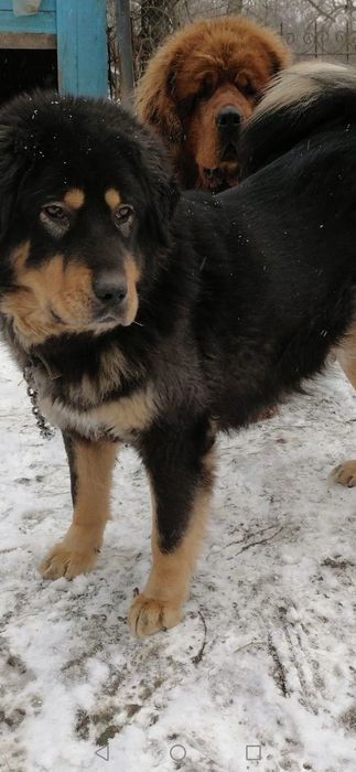 Тібецький мастіф  дівчинка