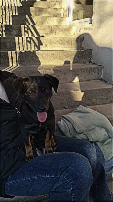 Oddam pieska w dobre ręce