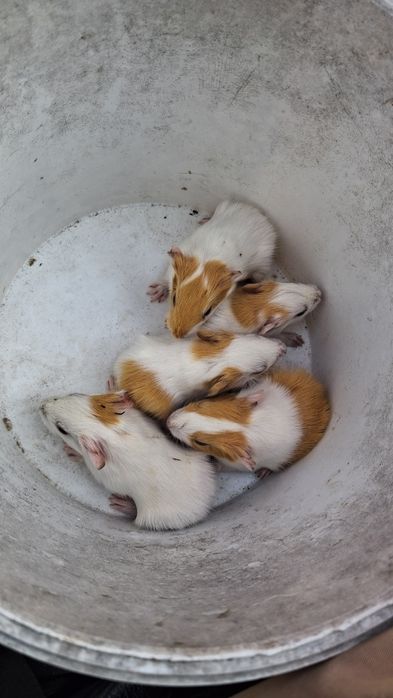 Animais  para venda