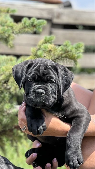 Цуценята кане корсо