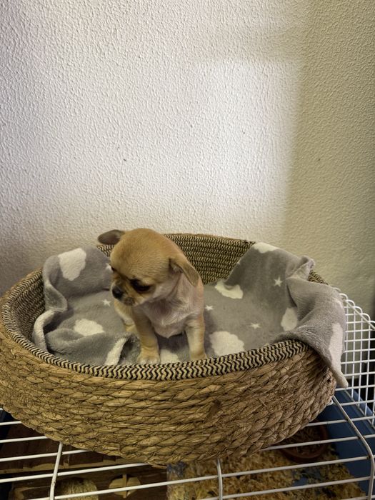 Chihuahua Excelente Linhagem