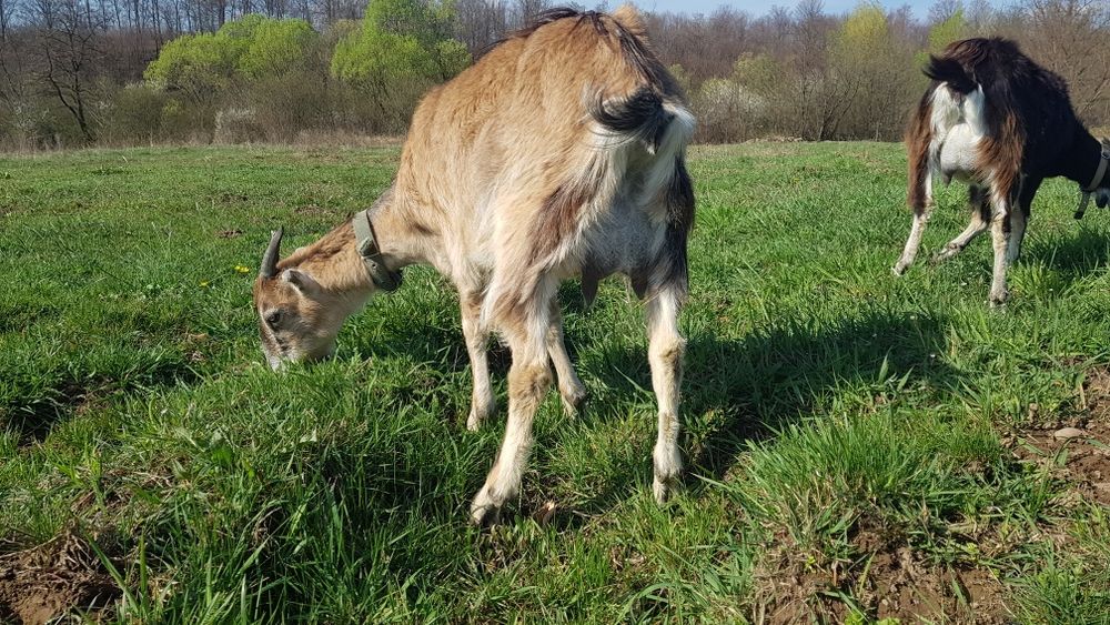 Продам дойну козу, перший окот