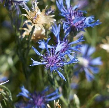 Sementes flores comestíveis biológicas certificadas - várias espécies
