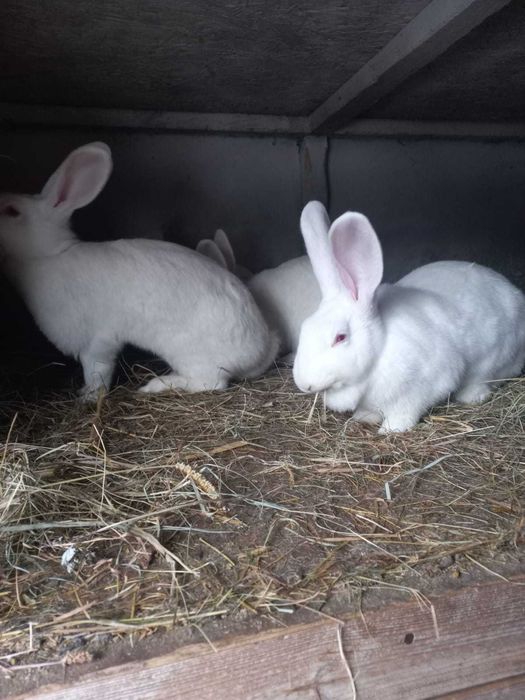 króliki termondzkie